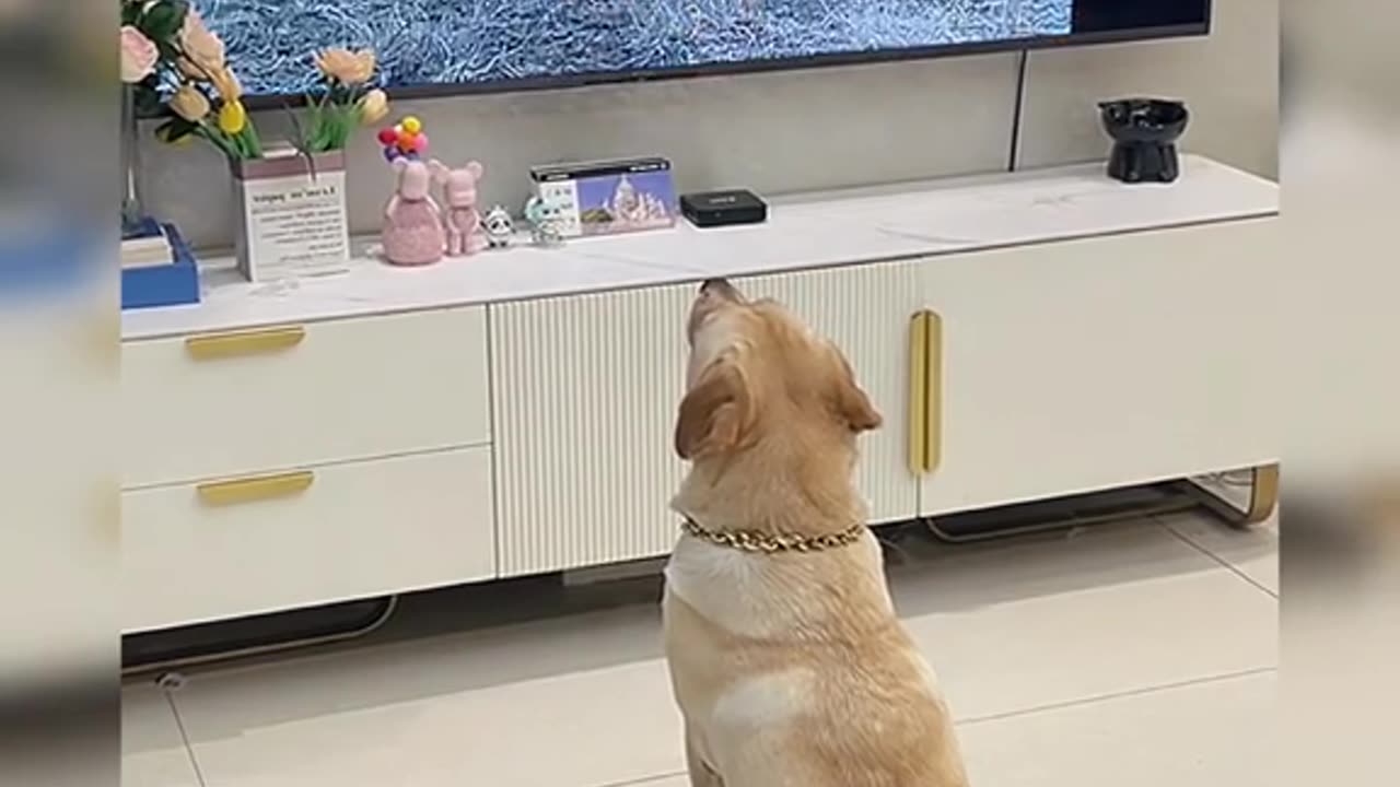 Smart dog