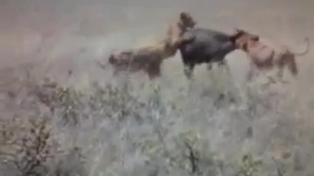 ultimate wildlife Hunt Video of tiger