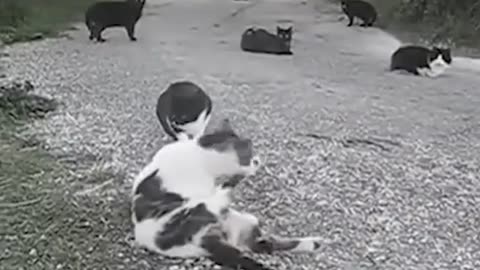 Scary real footages found animals Acting Strangely!