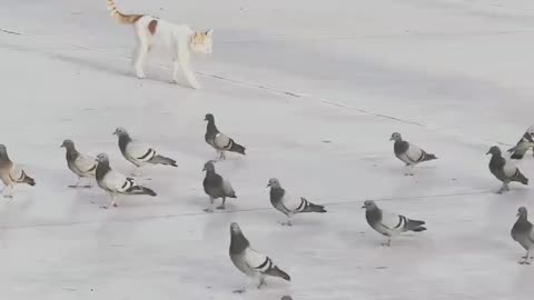 Cat 🐈 catch the crow