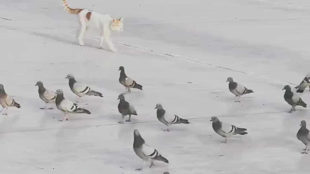 Cat 🐈 catch the crow