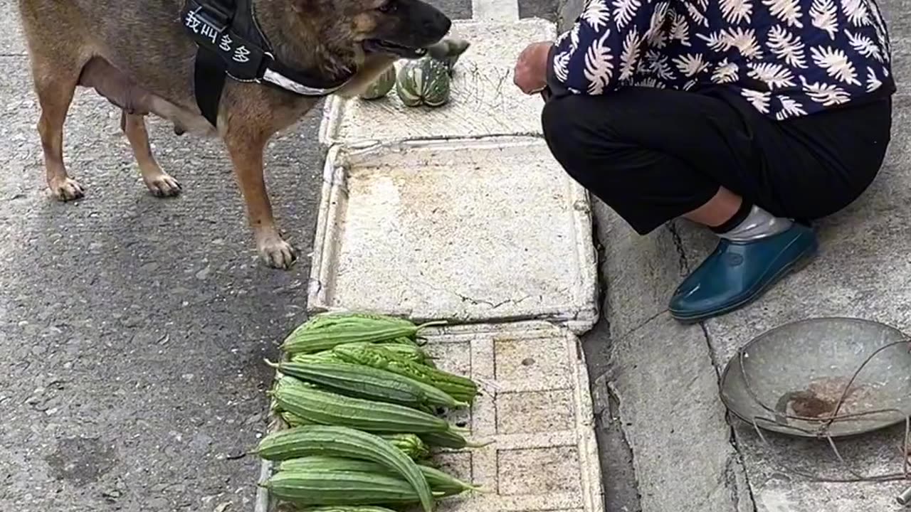 Dog and funny video