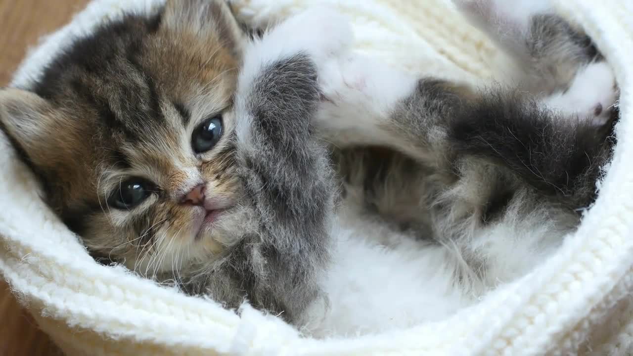 Close up of cute little tabby kitten is laying in wool hat