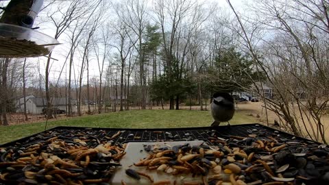Chickadee