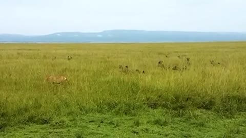 The most incredible animal battles captured on Camara