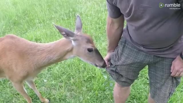 Stealthy wild deer incredibly pickpockets this man for corn