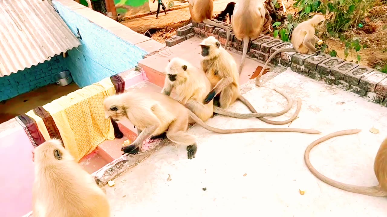 Feeding Monkey Potato