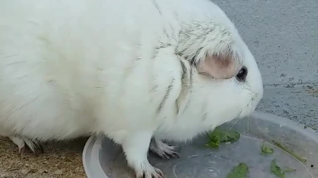 White guinea pig flips clear plate with lettuce and hits face