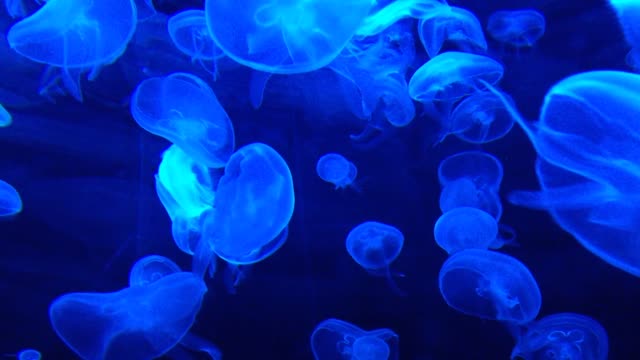 See how amazing a jellyfish is, oh that beauty