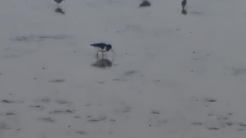 Oystercatcher Bird On Estuary In Great Britain