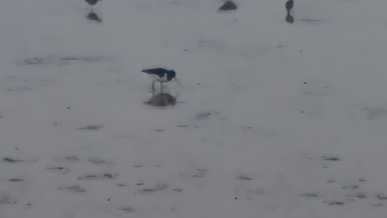 Oystercatcher Bird On Estuary In Great Britain