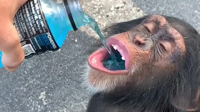 Just a Sip