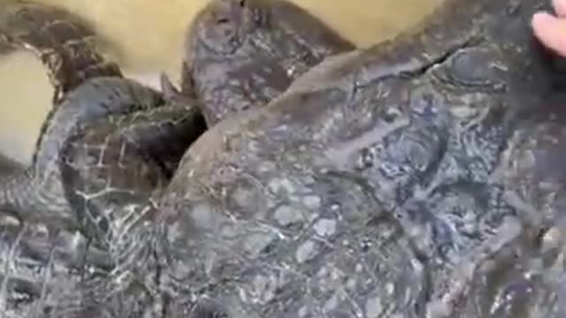 [HeeX_TV] Funny Animals 60