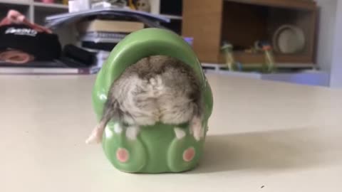 A mouse stuck in a toy