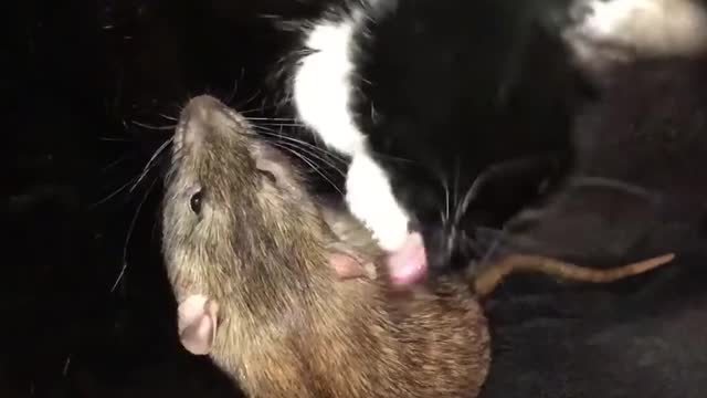 Cat Cuddles and Cleans New Rat Friend