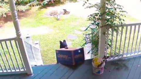 Bear steals delivery package