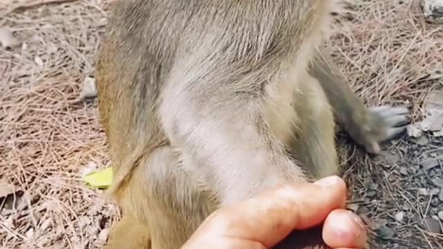 Funny monkey scared of a man