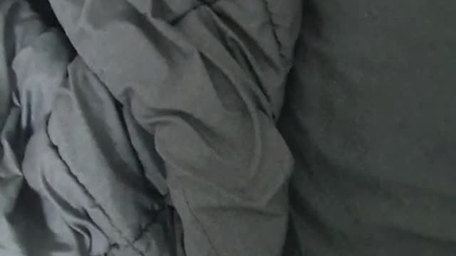 a cat under the covers luckypunch