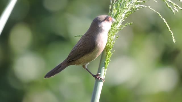 Common Waxbill (Estrilda astrild) feeding in the wild!!