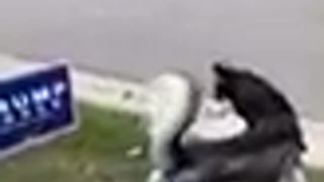 Funny Dog Videos