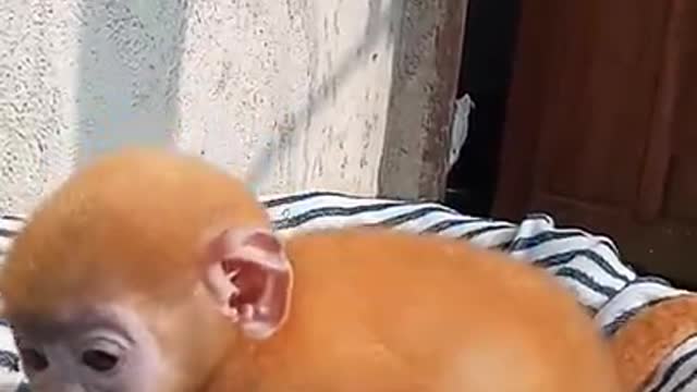 Baby langur / very rare baby monkey, from Indonesia