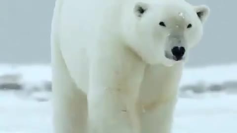 Watch the big white bear