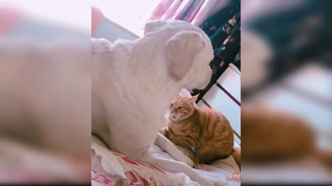 Dog Reaction to Cat - Funny Cats vs Dogs Reaction Compilation