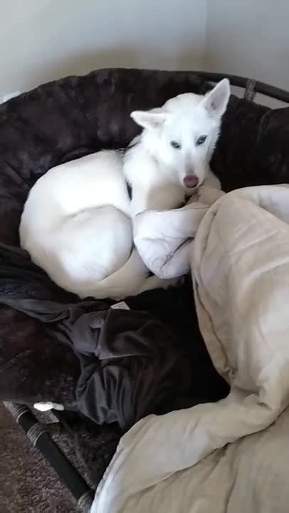 Perro con carácter se niega a salir del sofá