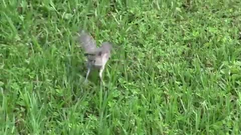 Teaching Baby Bird To Fly..