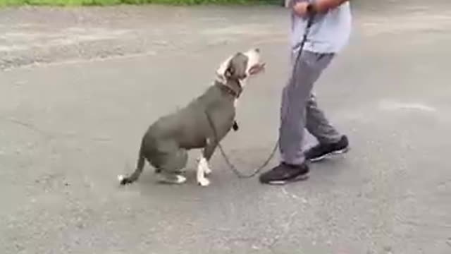 Dog training video