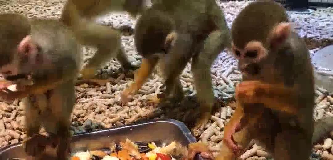 [squirrel monkey] the little monkey said that others' food was the best! Most fragrant ～