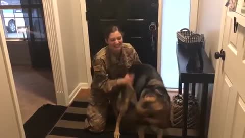 One year after German Sheperds sees returning soldier and forgets at first who she is!!!