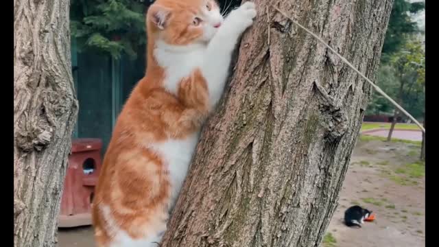 Angry kitten hates new hat