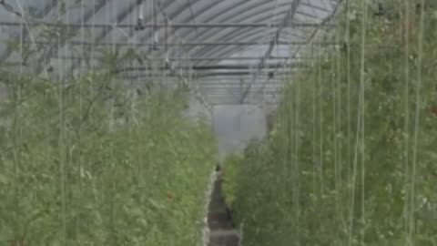 ***Tomato Tales: Origin, Benefits & Serving Suggestions***