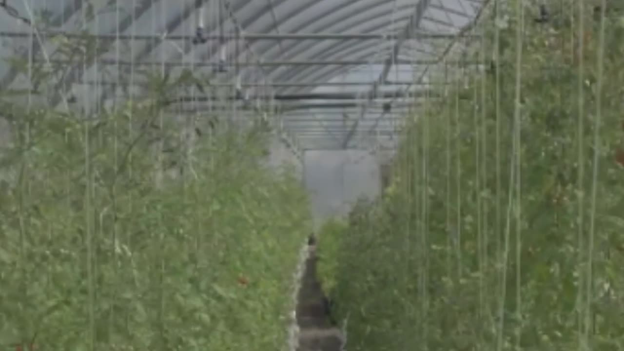 ***Tomato Tales: Origin, Benefits & Serving Suggestions***