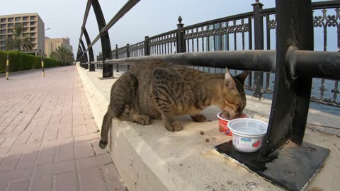 MICHAEL JACKSON - Homeless cat in Ras Al Khaimah, UAE #cat #cats #MichaelJackson #emirates #ae #UAE