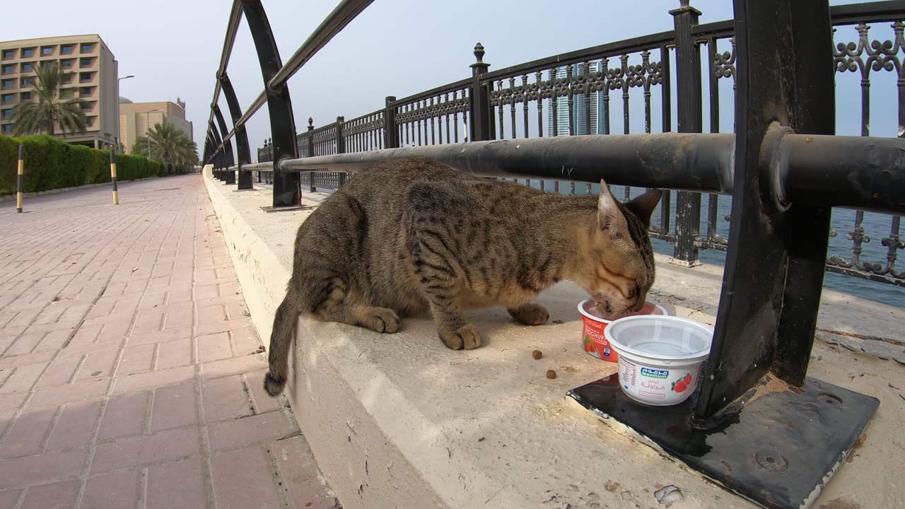 MICHAEL JACKSON - Homeless cat in Ras Al Khaimah, UAE #cat #cats #MichaelJackson #emirates #ae #UAE