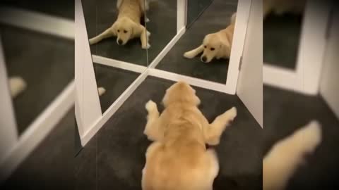 Mirror and funny animals