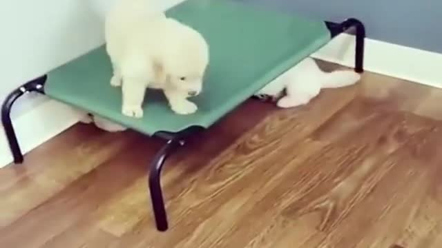 Various instances of pets being petted by residents No. 18