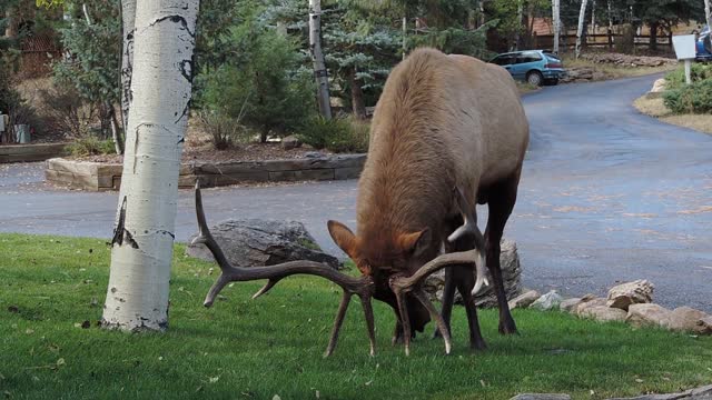 Massive bull elk thrashes neighbor's lawn