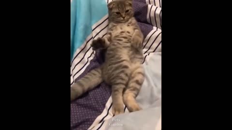 VIDEO FUNNY CATS