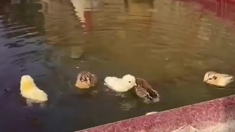 Floating chicks