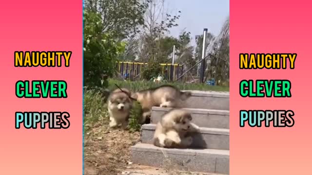 Naughty Clever Puppies🐶| Smart Little Puppies