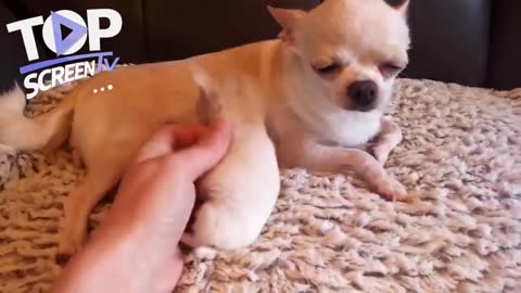 animales lindos 1