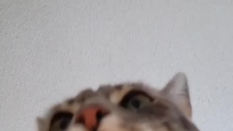 Котик ждёт новый год