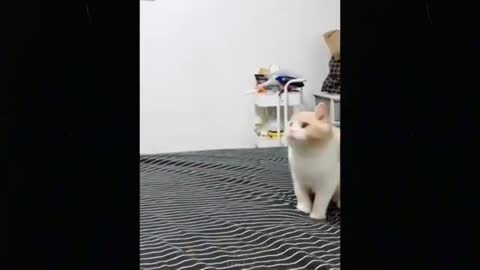 Best Funny Cat Videos 2021] 720 HD