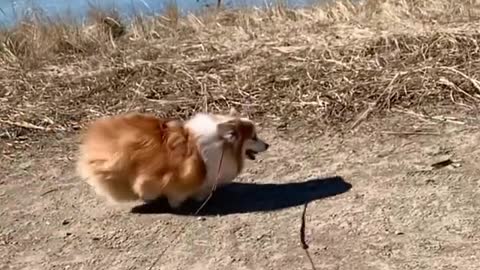 cute dog slow motion