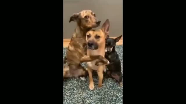 Dogs knows || how to give|| pose @Funny pets #Shorts