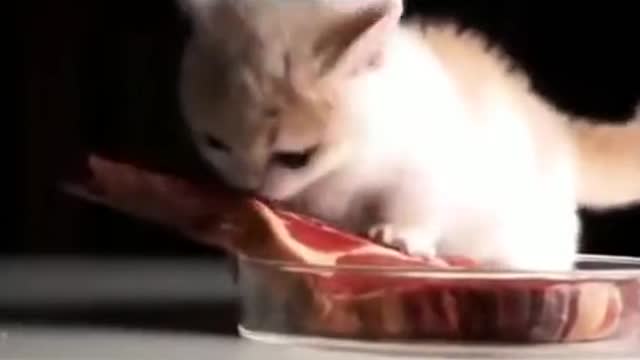 Little Kitten gets Mad