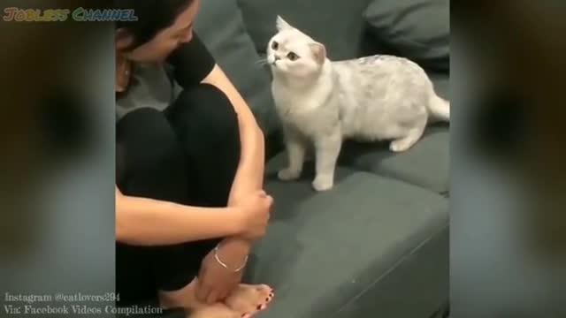 Kucing Lucu dengan majikan